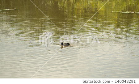 Eurasian Coot Eurasian Coot 140048291