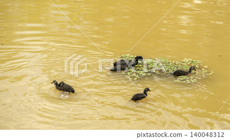 Eurasian Coot 140048312