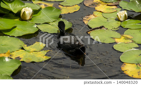 Eurasian Coot Eurasian Coot 140048320