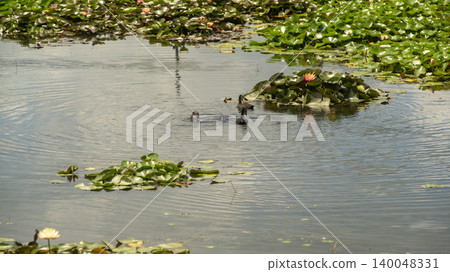 Eurasian Coot Eurasian Coot 140048331
