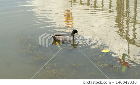 Eurasian Coot Eurasian Coot 140048336