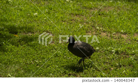 Eurasian Coot Eurasian Coot 140048347