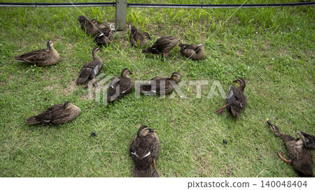 ducks ducks 140048404