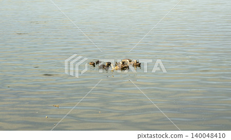 ducks ducks 140048410