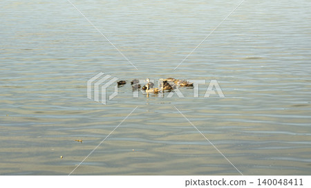 ducks ducks 140048411