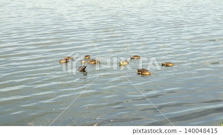 ducks ducks 140048415