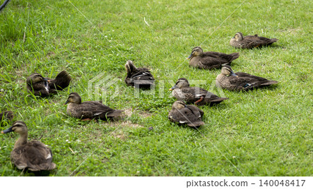 ducks ducks 140048417