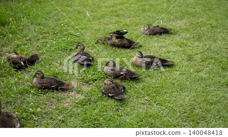 ducks ducks 140048418