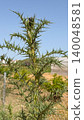 A prickly wild thistle plant. The sharp needles Ivory thistle or Fishbone thistle used in dishes like Wild artichoke stew, Fried cardoons with eggs or omelette. 140048581