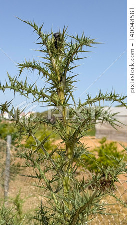 A prickly wild thistle plant. The sharp needles Ivory thistle or Fishbone thistle used in dishes like Wild artichoke stew, Fried cardoons with eggs or omelette. A prickly wild thistle plant. The sharp needles Ivory thistle or Fishbone thistle used in dishes like Wild artichoke stew, Fried cardoons with eggs or omelette. 140048581