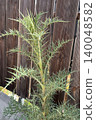A prickly wild thistle plant. The sharp needles Ivory thistle or Fishbone thistle used in dishes like Wild artichoke stew, Fried cardoons with eggs or omelette. 140048582