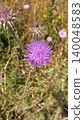 A prickly wild thistle plant. The sharp needles Ivory thistle or Fishbone thistle used in dishes like Wild artichoke stew, Fried cardoons with eggs or omelette. 140048583