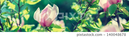 Blossoming magnolia flowers. Springtime. 140048678