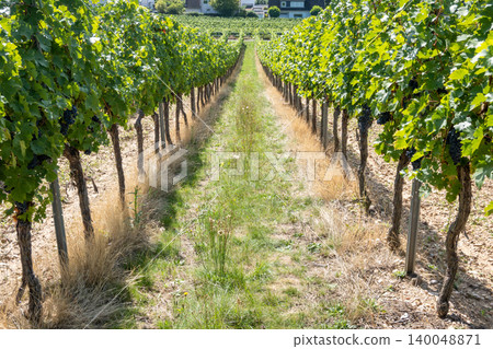 Vineyard in Europe in summer harvest. Large bunches of red wine grapes in sunny weather. Nature background. Vineyard in Europe in summer harvest. Large bunches of red wine grapes in sunny weather. Nature background. 140048871
