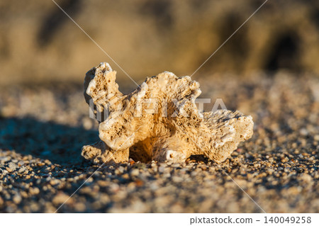 Fragment of coral lying on sandy beach illuminated by warm sunset light Fragment of coral lying on sandy beach illuminated by warm sunset light 140049258