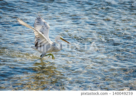 White egret landing on shallow clear sea water with spread wings, long beak and green legs White egret landing on shallow clear sea water with spread wings, long beak and green legs 140049259
