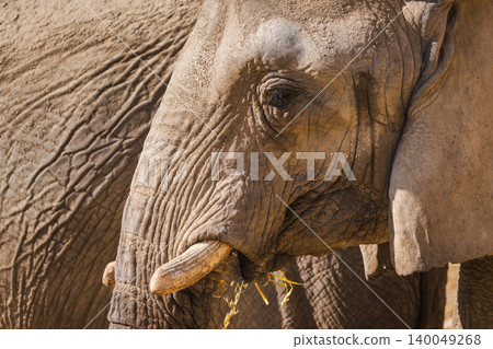 Close up side portrait of African elephant with tusks in safari park 140049268