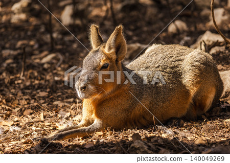 Patagonian mara resting on forest floor in sunlight, closeup portrait of South American wildlife animal 140049269