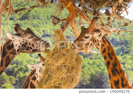 Three giraffes eating hay from feeder under tree branches in safari park 140049270
