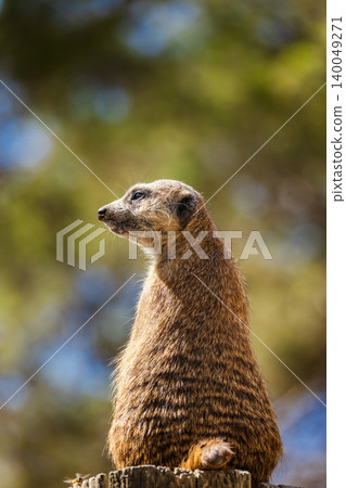 Close side portrait of meerkat on wooden stump, alert sentinel animal with copy space in sunny natural habitat 140049271