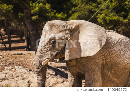 African elephant side portrait walking in safari park with natural background African elephant side portrait walking in safari park with natural background 140049272