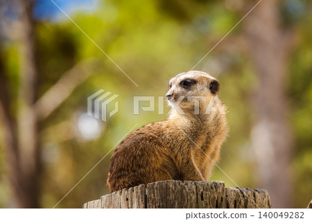 Meerkat perched on wooden stump, alert wildlife animal portrait with natural green background Meerkat perched on wooden stump, alert wildlife animal portrait with natural green background 140049282