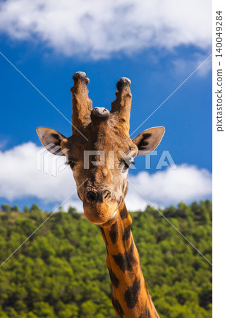 Giraffe close up portrait with bright blue sky and forest background Giraffe close up portrait with bright blue sky and forest background 140049284