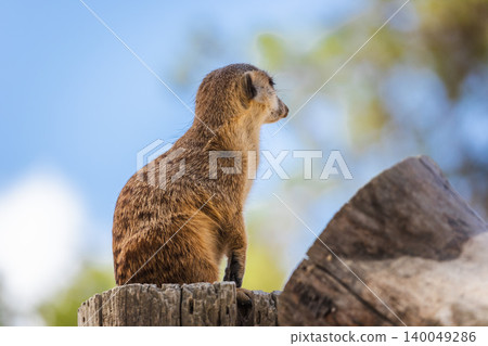 Meerkat sitting on wooden post in profile view, vigilant wildlife animal against blue sky background Meerkat sitting on wooden post in profile view, vigilant wildlife animal against blue sky background 140049286