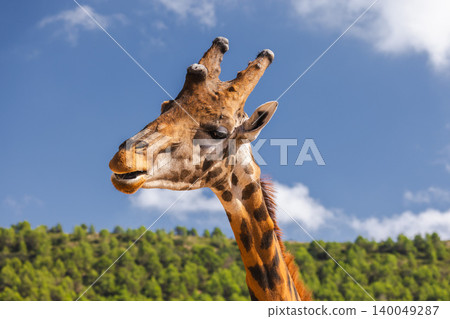 Giraffe side profile portrait with dramatic storm clouds and forest background, wildlife animal close up in nature Giraffe side profile portrait with dramatic storm clouds and forest background, wildlife animal close up in nature 140049287