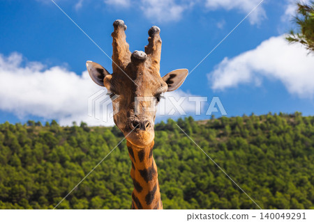 Giraffe portrait looking at camera with blue sky and forest background Giraffe portrait looking at camera with blue sky and forest background 140049291