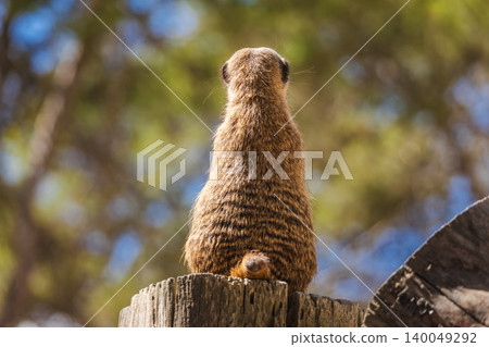 Meerkat seen from behind on wooden stump, alert sentinel animal observing surroundings in sunny natural habitat 140049292