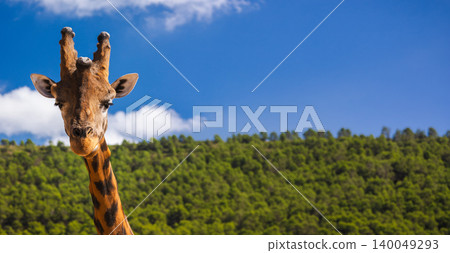 Giraffe portrait with blue sky and wide copy space over green forest Giraffe portrait with blue sky and wide copy space over green forest 140049293