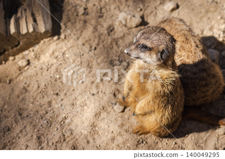 Meerkat standing on sandy ground in sunlight, alert wildlife animal in natural habitat 140049295