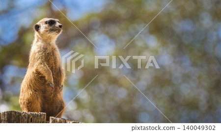 Meerkat standing upright on wooden fence watching surroundings with copy space Meerkat standing upright on wooden fence watching surroundings with copy space 140049302