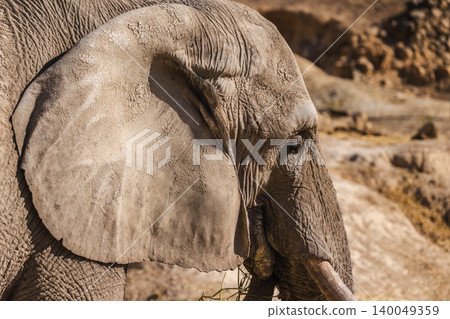 Close up profile of African elephant with large ear and tusk in safari habitat Close up profile of African elephant with large ear and tusk in safari habitat 140049359