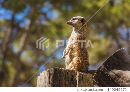 Meerkat standing upright on wooden stump, alert wildlife animal watching surroundings in sunlight Meerkat standing upright on wooden stump, alert wildlife animal watching surroundings in sunlight 140049371