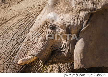 Close up side portrait of African elephant with tusk and textured skin 140049518
