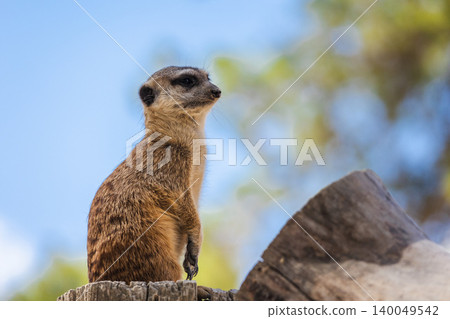 Meerkat standing on wooden post, alert wildlife animal watching surroundings against soft blue sky Meerkat standing on wooden post, alert wildlife animal watching surroundings against soft blue sky 140049542