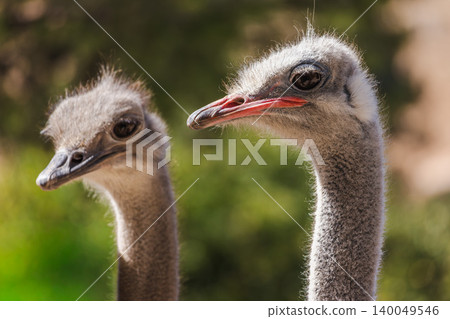 Two ostrich heads closeup portrait with expressive eyes and long necks on blurred green natural background Two ostrich heads closeup portrait with expressive eyes and long necks on blurred green natural background 140049546