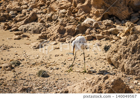White egret catching small fish on sandy rocky shore in Egypt, coastal bird hunting in natural marine habitat White egret catching small fish on sandy rocky shore in Egypt, coastal bird hunting in natural marine habitat 140049567