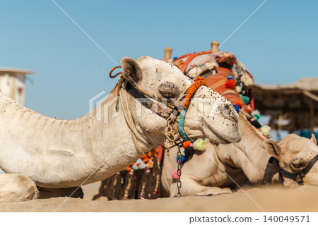 Decorated camels resting on desert sand in Egypt waiting for tourists in sunny desert landscape Decorated camels resting on desert sand in Egypt waiting for tourists in sunny desert landscape 140049571