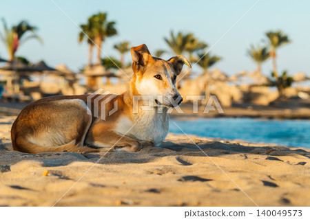 Stray dog resting on sandy beach near sea with palm trees in warm sunset light Stray dog resting on sandy beach near sea with palm trees in warm sunset light 140049573