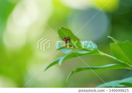 Macro Coccinellidae Ladybug on Green Leaf - Garden Close Up Macro Coccinellidae Ladybug on Green Leaf - Garden Close Up 140049625
