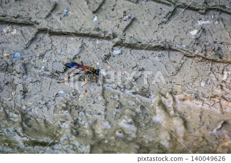 Wasp on Muddy Tire Tread - Macro Insect Meets Human Trace Wasp on Muddy Tire Tread - Macro Insect Meets Human Trace 140049626