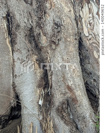 A background with a powerful tree trunk and bark texture | A wood texture that evokes the vitality of nature. A background with a powerful tree trunk and bark texture | A wood texture that evokes the vitality of nature. 140049652