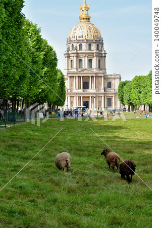 Sheep grazing on the grass on Boulevard Bréteuil in front of Les Invalides in Paris (May 14, 2022) Sheep grazing on the grass on Boulevard Bréteuil in front of Les Invalides in Paris (May 14, 2022) 140049748