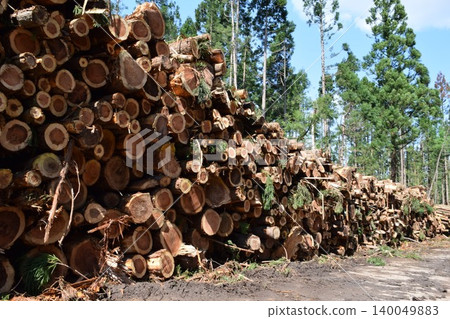 Logs of cut cedar Shonai, Yamagata Prefecture Logs of cut cedar Shonai, Yamagata Prefecture 140049883