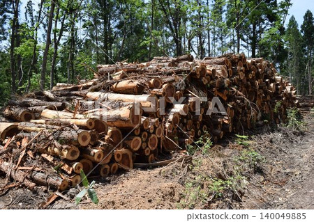 Logs of cut cedar Shonai, Yamagata Prefecture Logs of cut cedar Shonai, Yamagata Prefecture 140049885