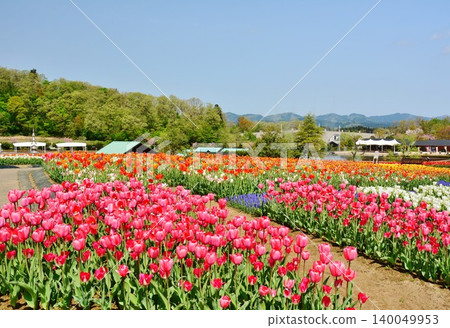 新潟縣長岡市越後丘陵公園的鬱金香花田正值盛開。 新潟縣長岡市越後丘陵公園的鬱金香花田正值盛開。 140049953