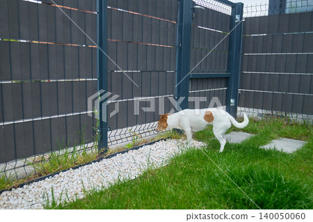 Small dog looks through fence while standing on grass in fenced backyard with white gravel 140050060